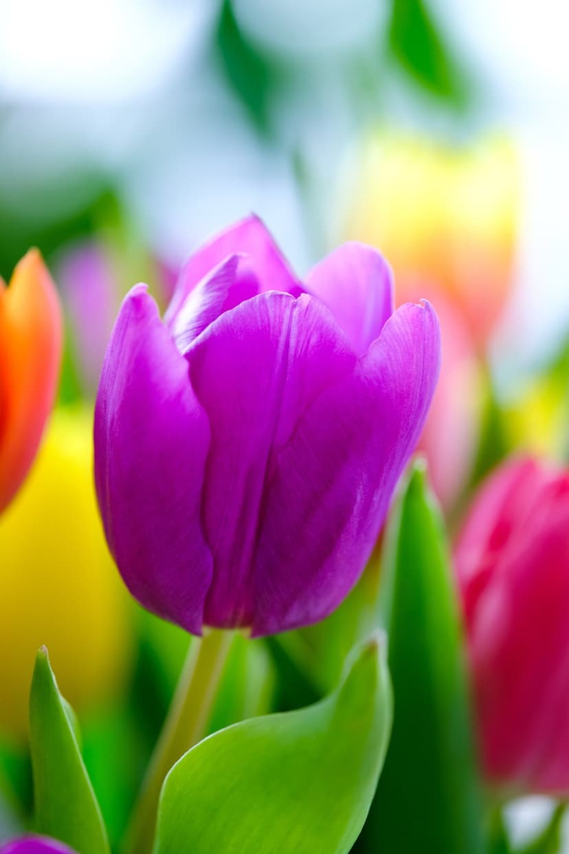 Purple tulip with velvet petals glows against a blurred bouquet of orange and pink flowers in soft light.
