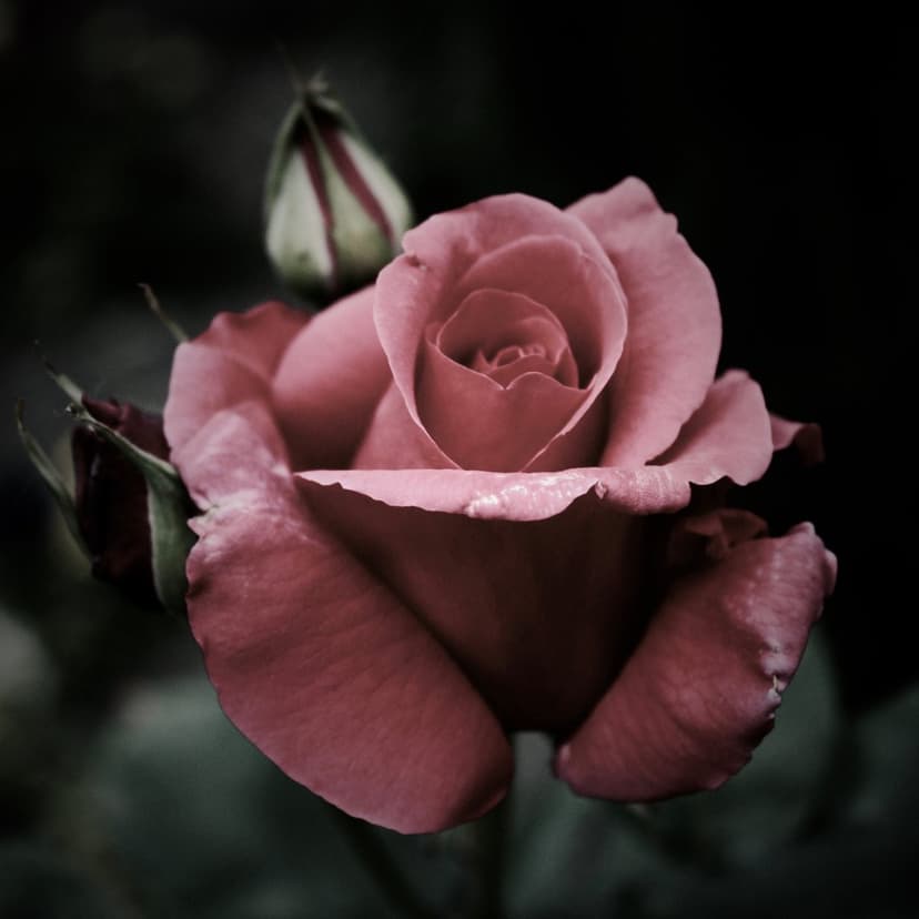 Deep pink rose with velvet petals and a striped bud stands out against a dark, shadowy garden backdrop.