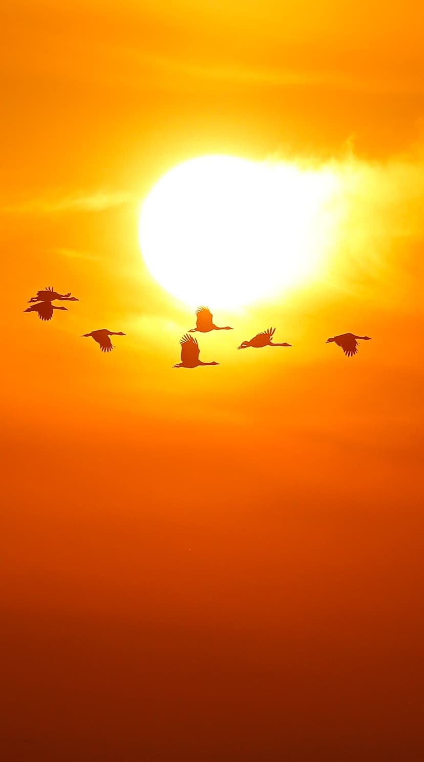 Cranes fly in silhouette against a massive white sun and a fiery orange sky with wispy evening clouds.