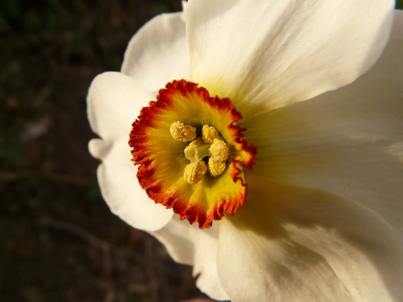 White narcissus flower with a yellow trumpet tipped in red, showing detailed stamens and soft petal textures.