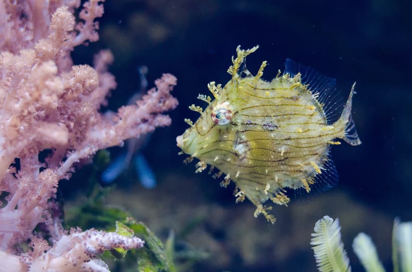 Yellow boxfish with dark stripes swims near pink coral branches in a deep blue ocean with a blurred starfish.