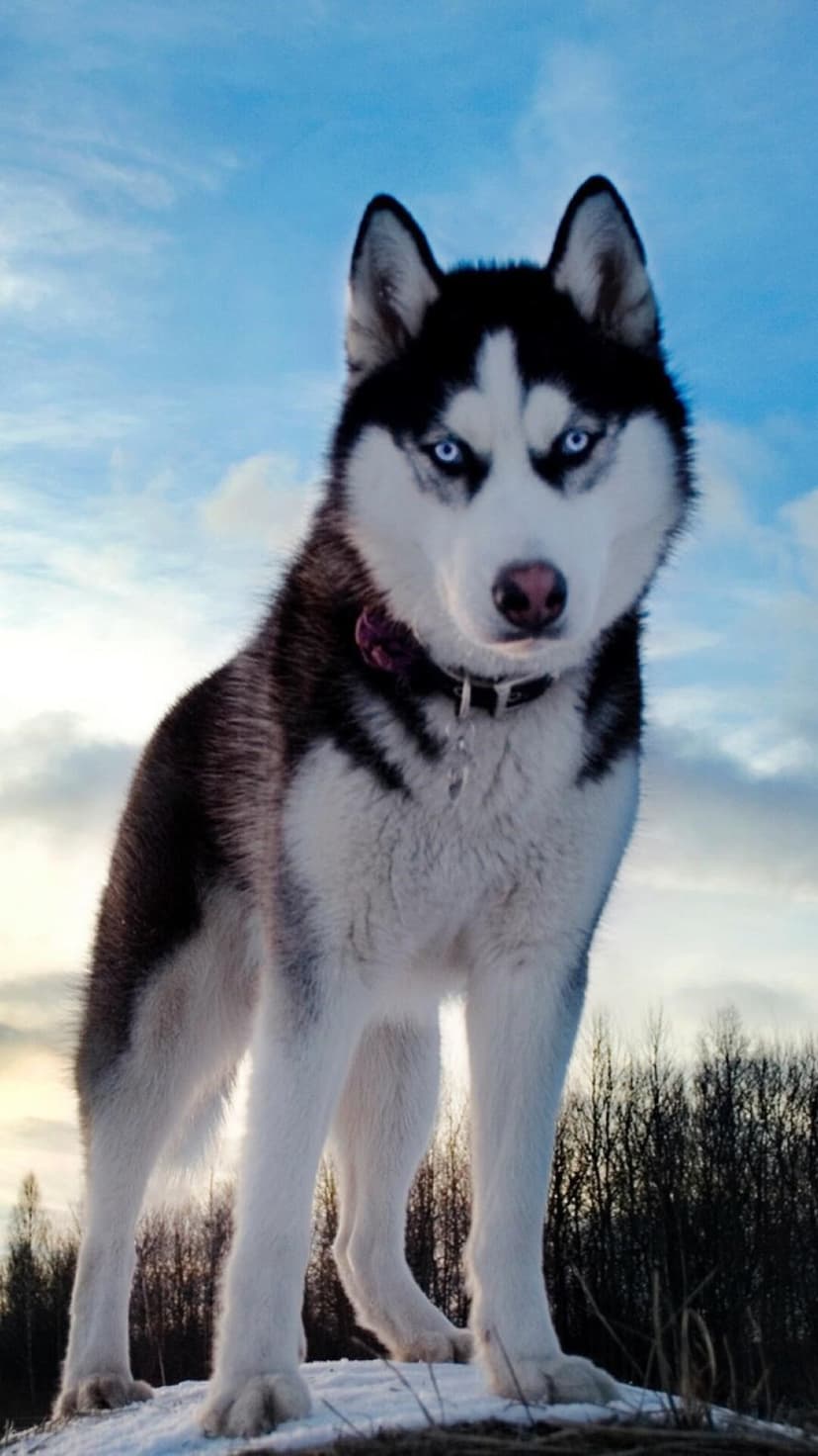 Siberian Husky with piercing blue eyes and thick dark fur stands alert against a dramatic, cloudy outdoor sky.