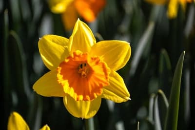 Vibrant Yellow and Orange Daffodil Flower in Bloom