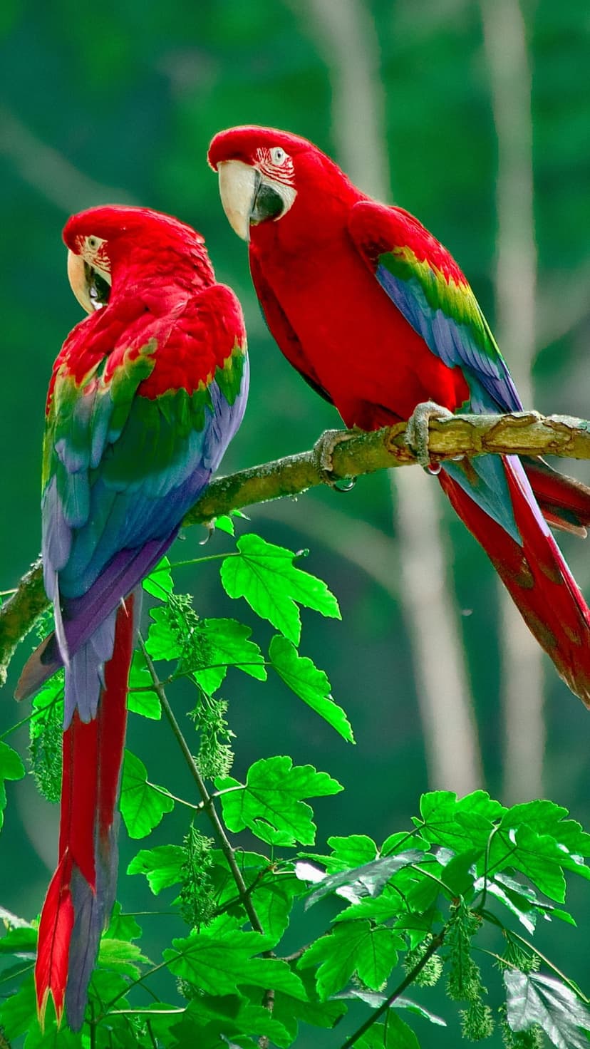 Two scarlet macaws with red, blue, and yellow feathers perched on a textured branch against blurred green leaves.