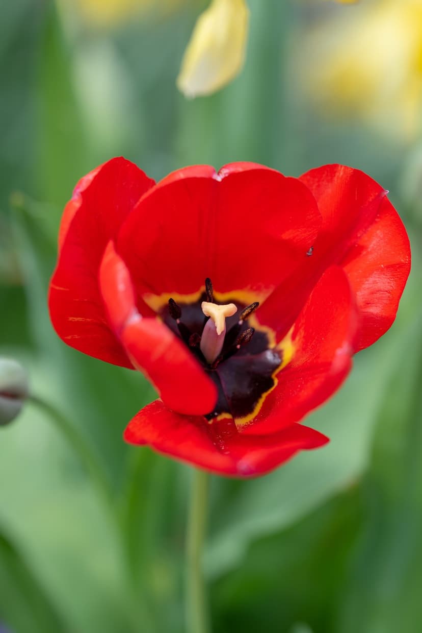 Red tulip flower showing a black center and yellow pollen with a soft green and yellow bokeh background.