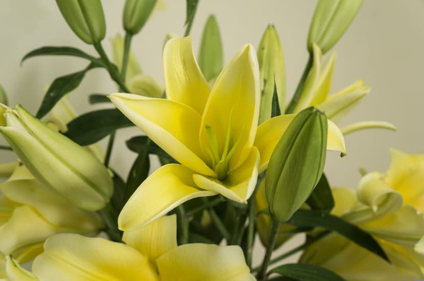 Yellow lily petals with visible pollen-tipped stamens and small green flower buds in soft natural light.