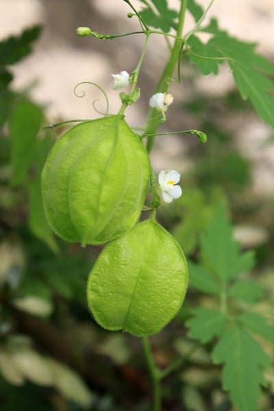 Green balloon vine with delicate white flowers and tendrils