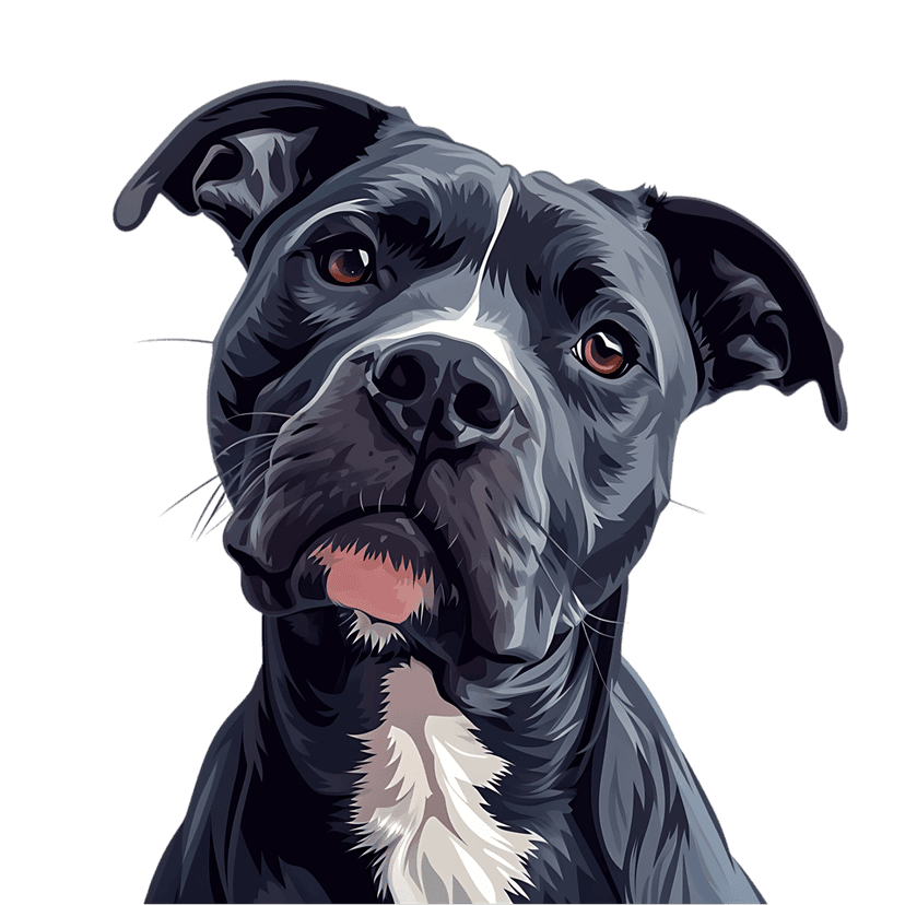 Pit bull canine digital portrait features a muscular dog with brown eyes and white chest markings on black.