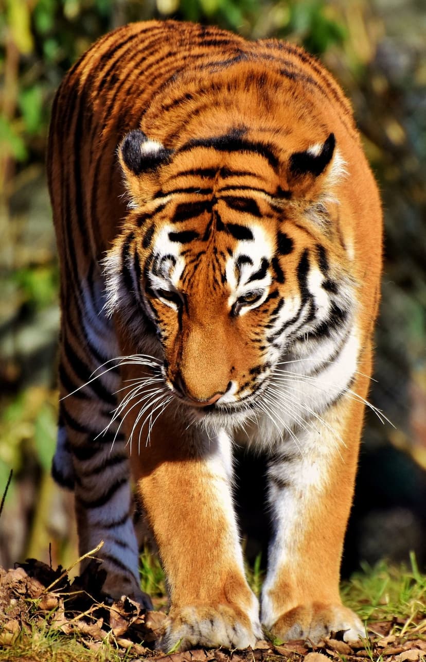 Orange tiger with black stripes walks toward the viewer through a sunlit forest with visible white whiskers.