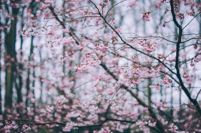 Pink cherry blossoms on dark branches with soft petals against a blurred green and brown forest background.
