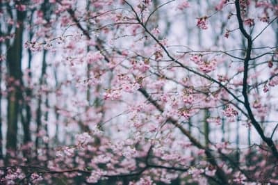 Delicate Pink Cherry Blossoms on Twiggy Branches in Soft Light