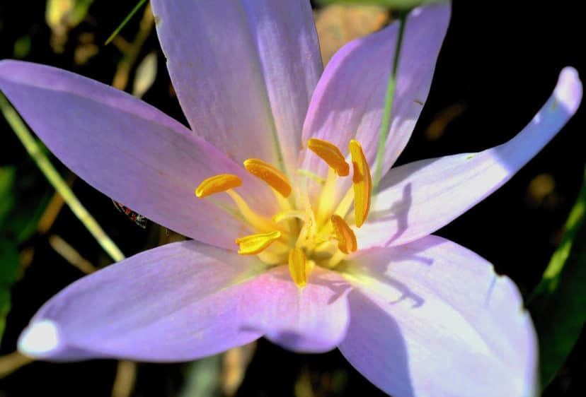 Purple crocus petals surround bright yellow stamens in a macro close-up against a dark, blurred natural background.