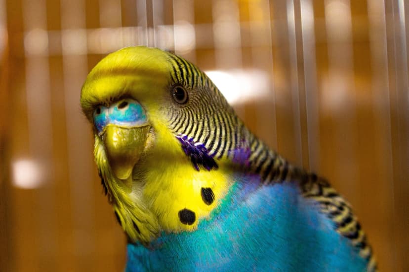 Yellow and blue budgerigar bird with black wavy markings on its head and wings shows detailed plumage in a cage.