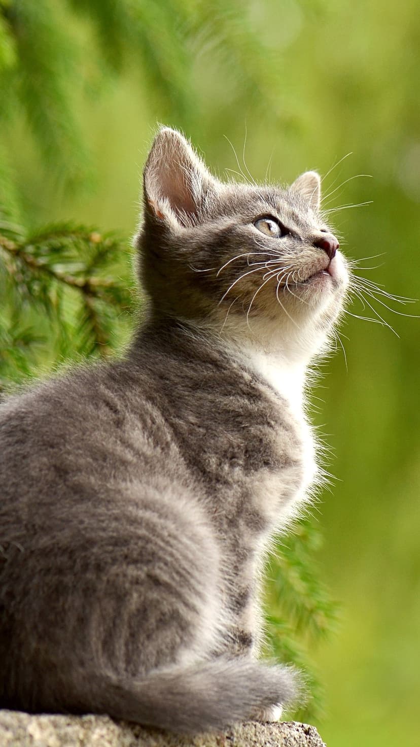 Grey tabby kitten with white paws looks upward with wide eyes against a blurred green leafy background.