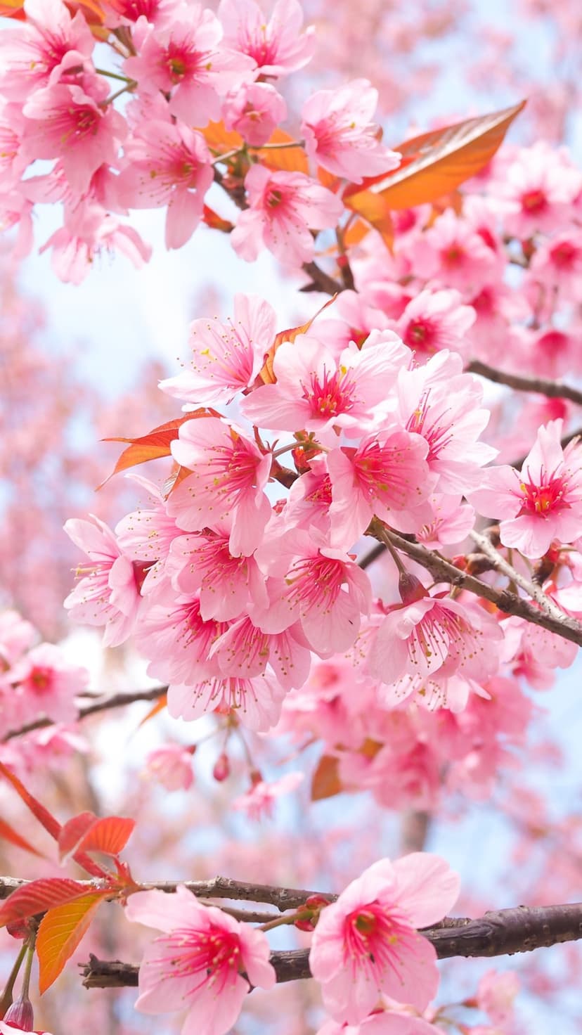 Pink flowers with red centers cluster tightly on branches under a clear blue sky in a vertical composition.