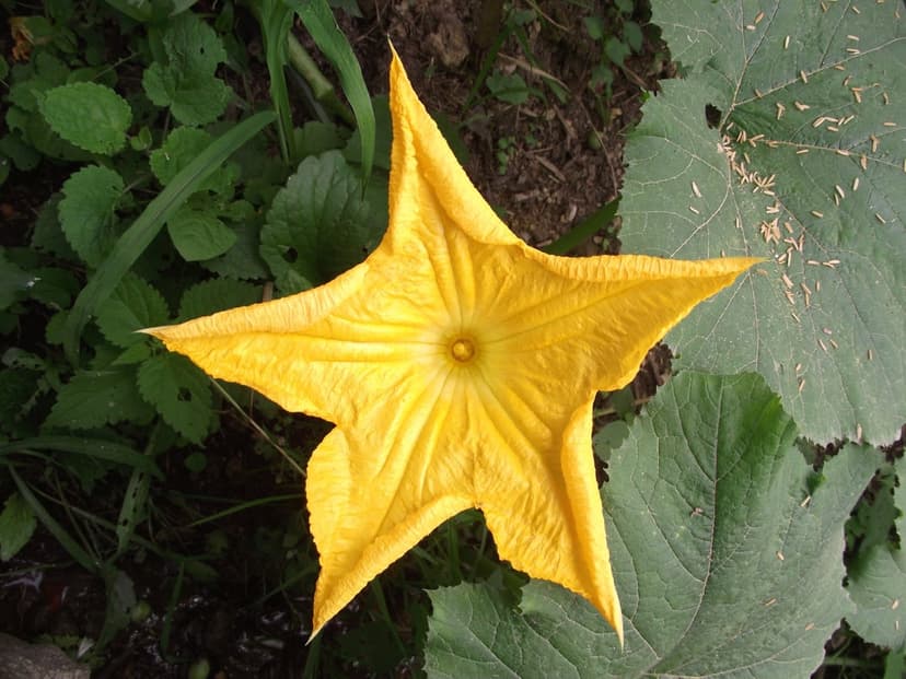 Yellow star-shaped squash blossom with five pointed petals surrounded by large textured green garden leaves.