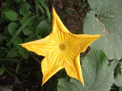 Vibrant Yellow Star-Shaped Squash Blossom in Garden