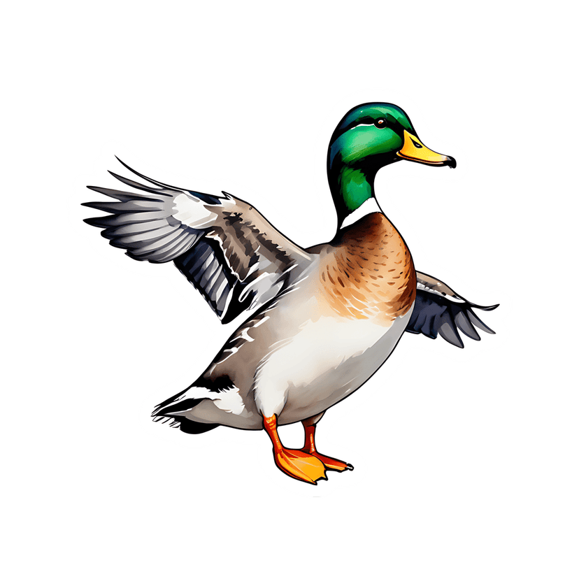 Mallard duck sticker illustration featuring an iridescent green head and outstretched wings with a white border.