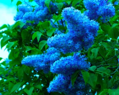 Vibrant Blue Lilac Blossoms in Spring Sunlight