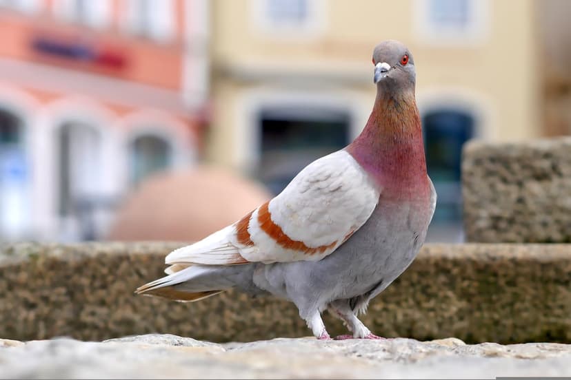 Pigeon with red eyes and orange tail stripes perches on a stone ledge against a blurred urban town square backdrop.