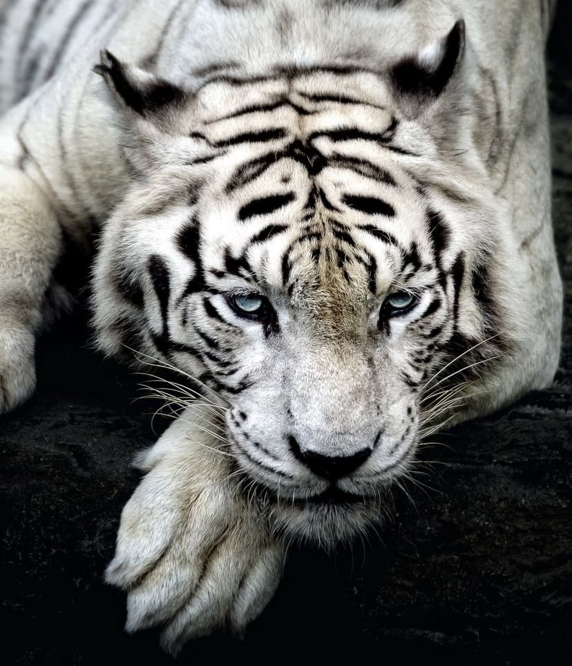 White tiger with blue eyes rests its paw forward, showing detailed black stripes and a calm facial expression.