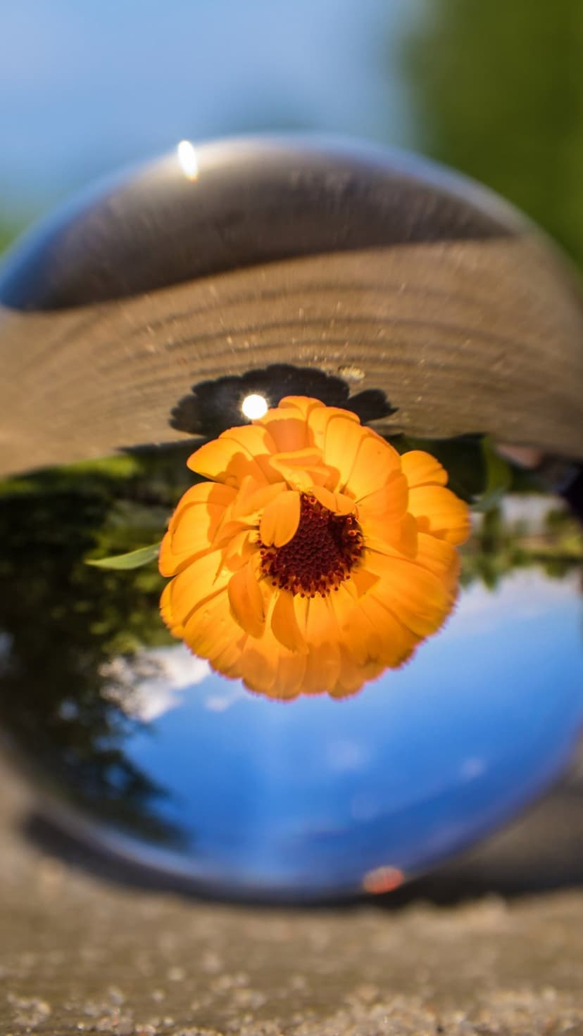 Dewy blue rose and vibrant orange flowers in a crystal ball create a colorful nature theme for mobile screens.
