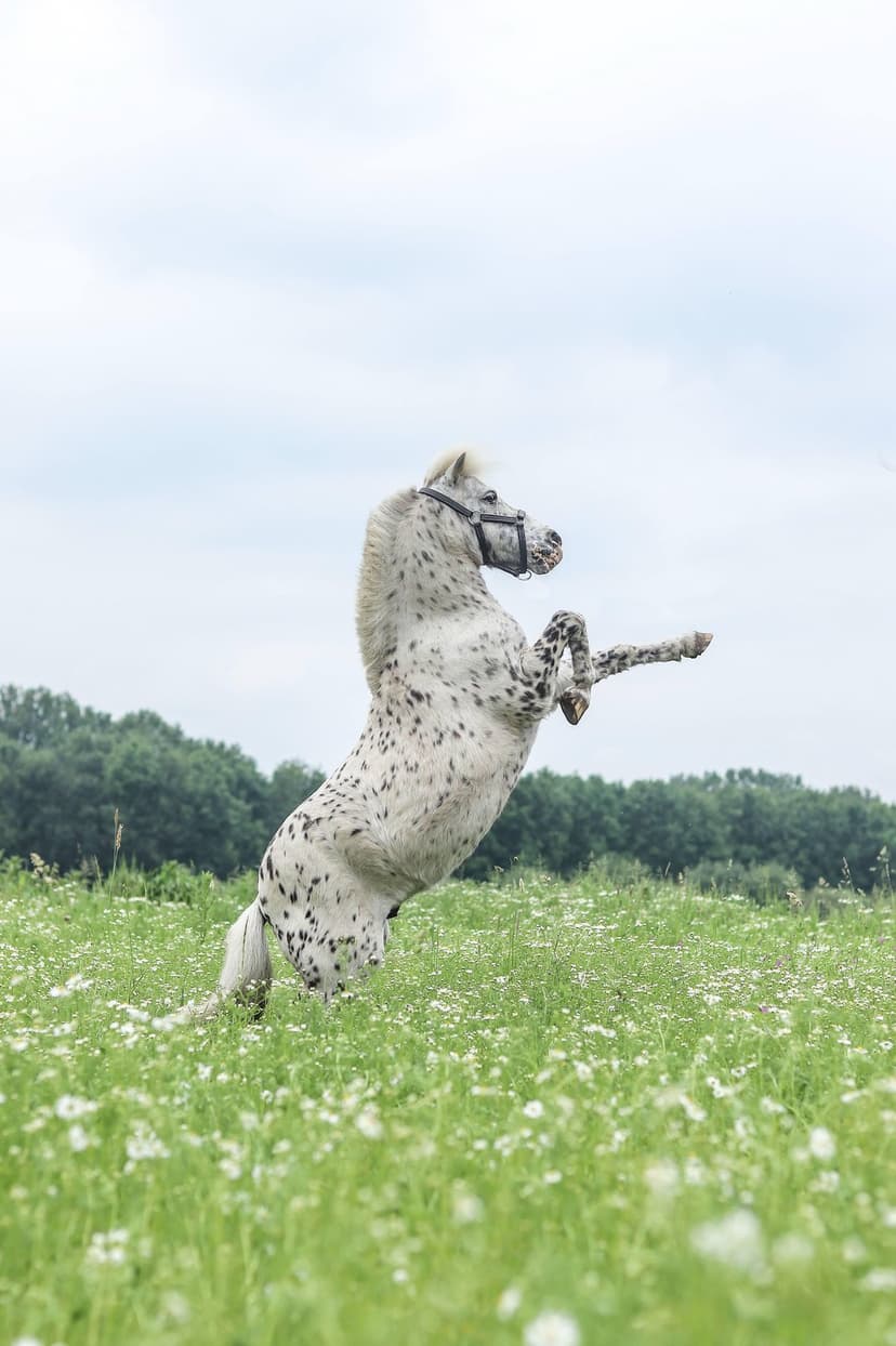 Dappled grey horse rears on its hind legs in a lush green meadow filled with white wildflowers and distant trees.