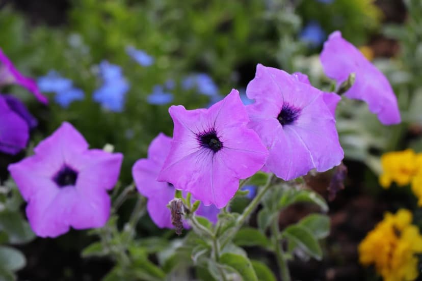 Purple petunia flowers with dark centers appear in a macro view against a soft-focus green garden background.