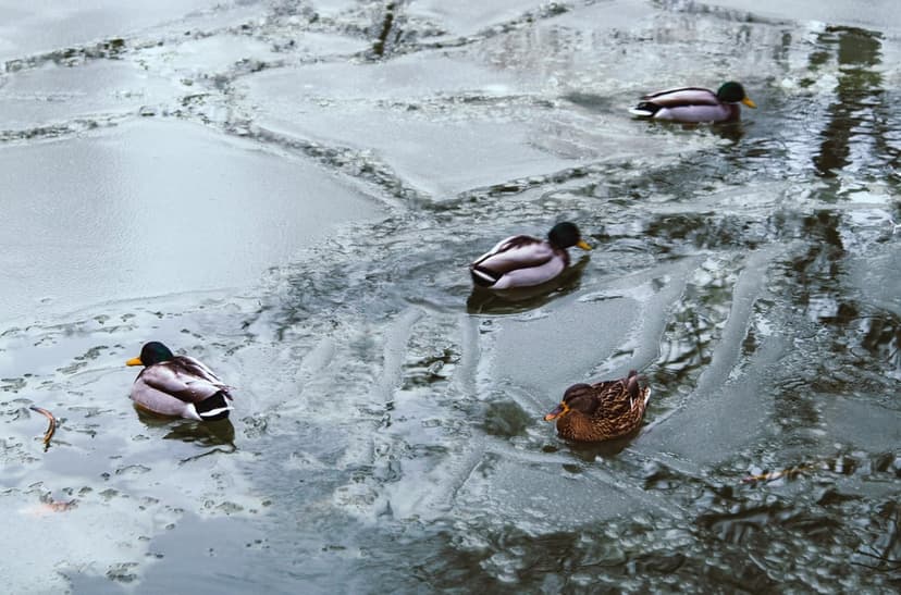 Mallard ducks glide through fractured ice sheets on a still pond, reflecting a gray, overcast sky in winter.