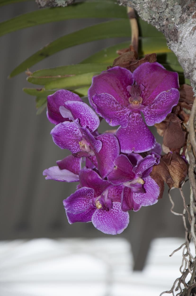 Purple Vanda orchid flowers with white spotted petals, green leaves, and aerial roots in a vertical composition.