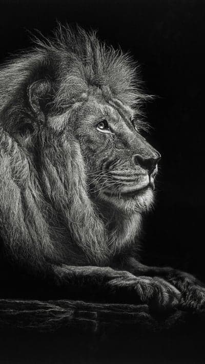 Majestic Lion Portrait in Dramatic Black and White