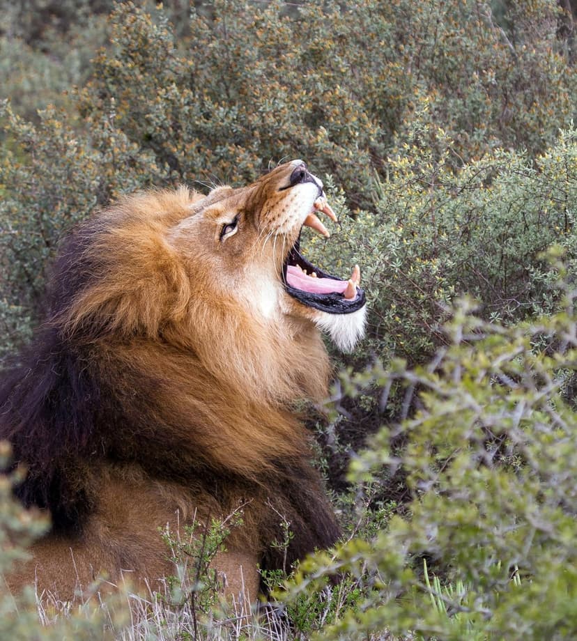 Male lion yawning with mouth wide open showing sharp teeth while surrounded by dense green jungle leaves.