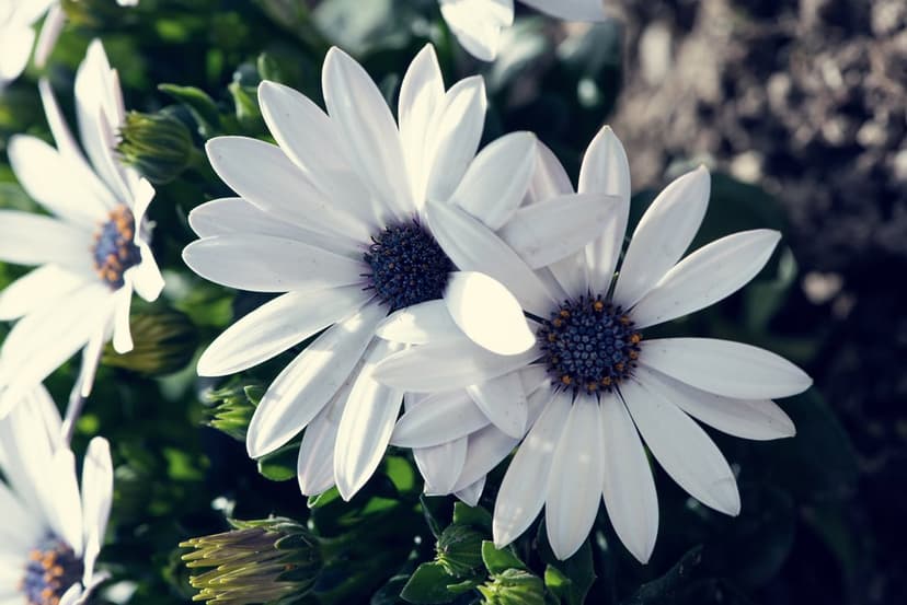 White daisy flowers with yellow centers bloom in sunlight against a dark green blurred garden background.