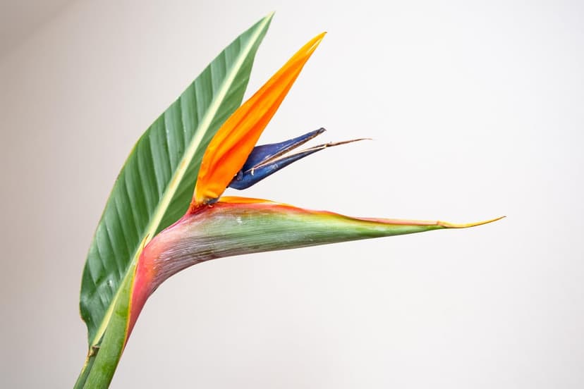 Bird of Paradise flower with orange and blue petals on a white background, highlighting its avian-like structure.