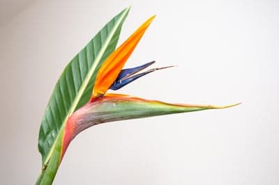 Bird of Paradise Flower: Exotic Bloom on White Background