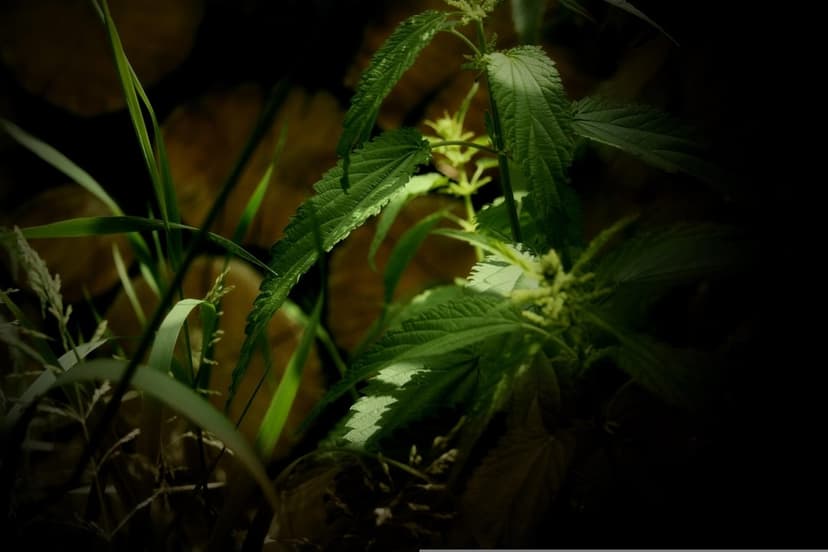 Nettle leaves with jagged serrated edges and tiny clusters of flowers emerge from a dark, blurry background.