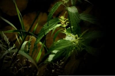 Close-up of nettle plant in dim, natural light