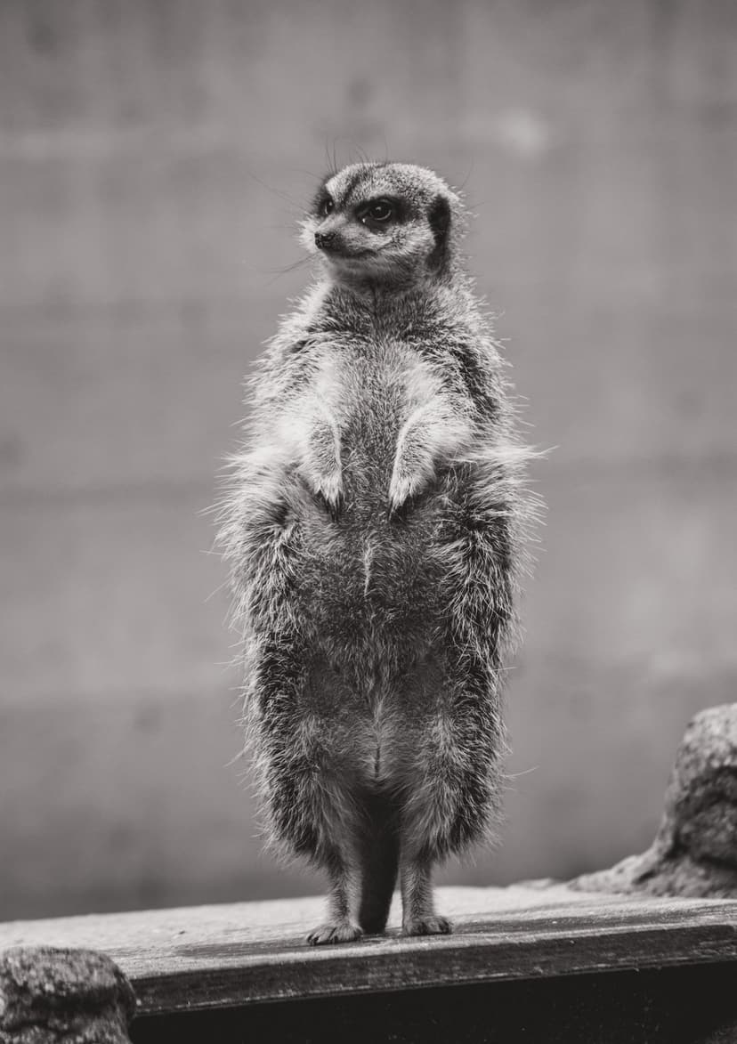 Meerkat stands upright on a wooden plank in a black and white close-up showing detailed fur and dark eye markings.