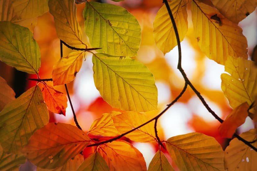 Orange and yellow autumn leaves glowing in sunlight with visible veins against a soft-focus forest background.