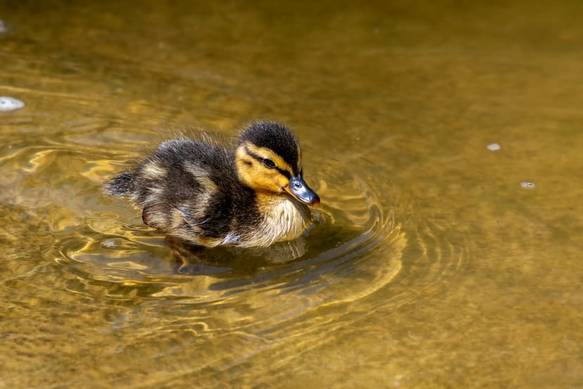 Mallard duckling with yellow and brown down swims in rippling water, showing its blue beak in profile view.