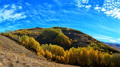 Vibrant Fall Forest Hillside Vertical Phone Background