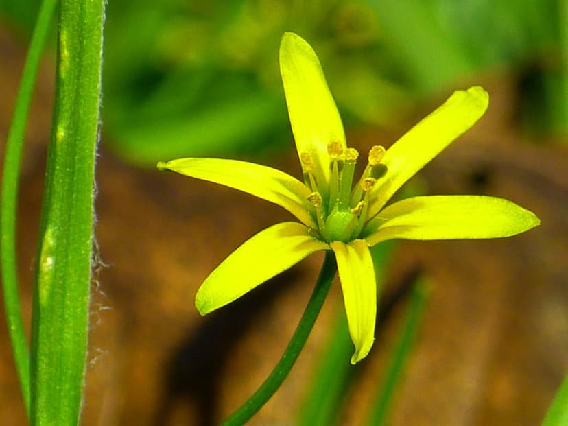 Yellow star-shaped blossom reveals detailed stamen and petals against a soft bokeh of green and earthy tones.