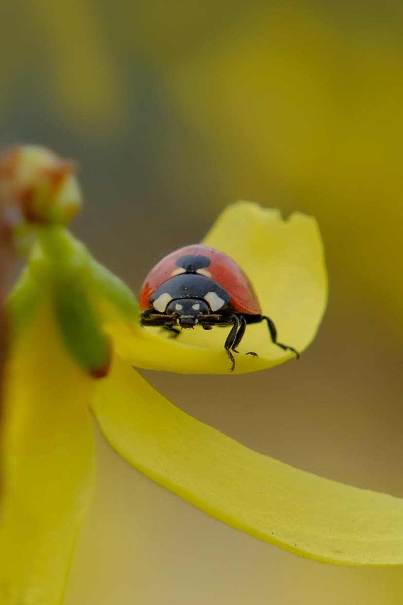 Red ladybug with black spots perches on a curved yellow petal against a soft-focus warm golden background.