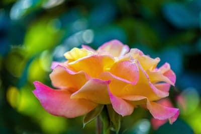 Soft Yellow and Pink Rose Bloom Mobile Screen Background