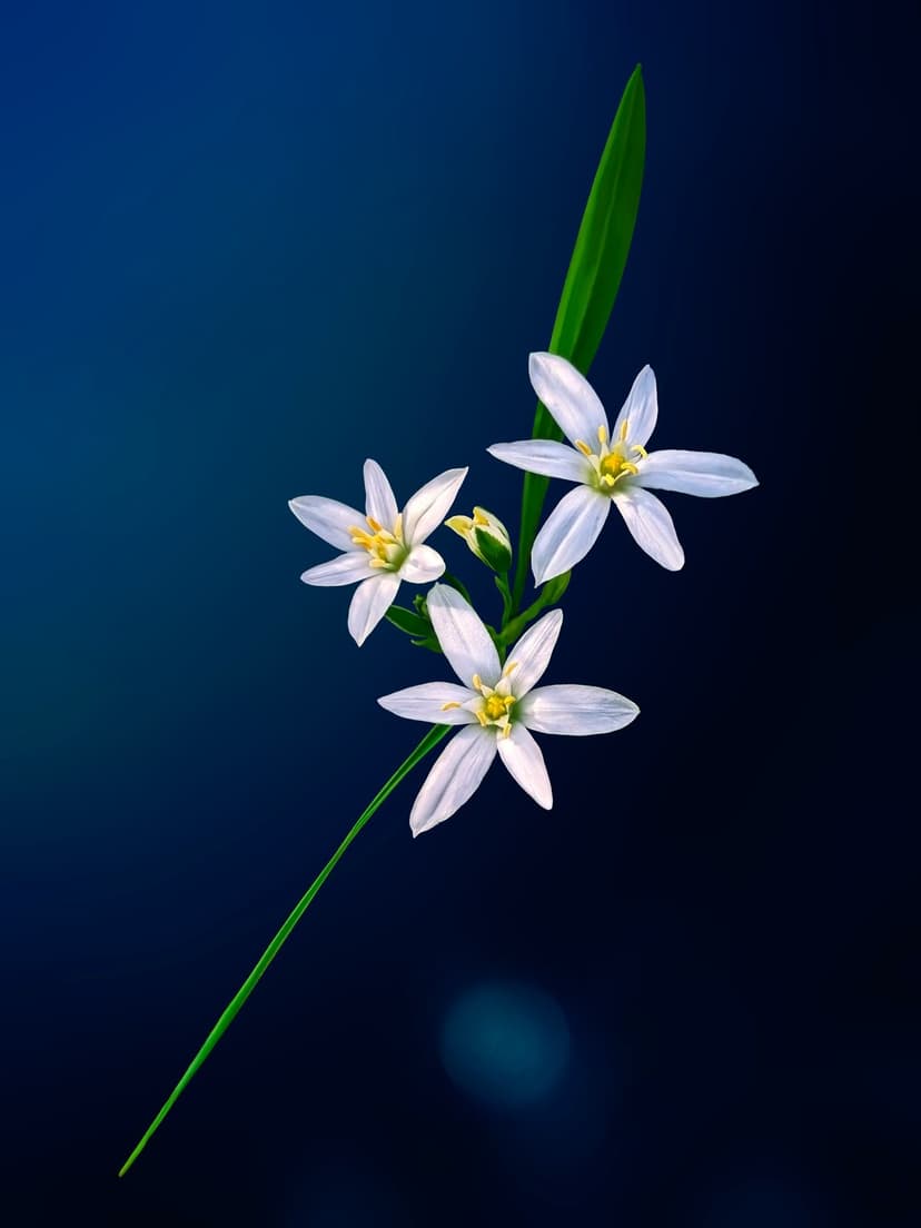 Three white star flowers with yellow centers grow on a green stem against a dark blue background with bokeh.