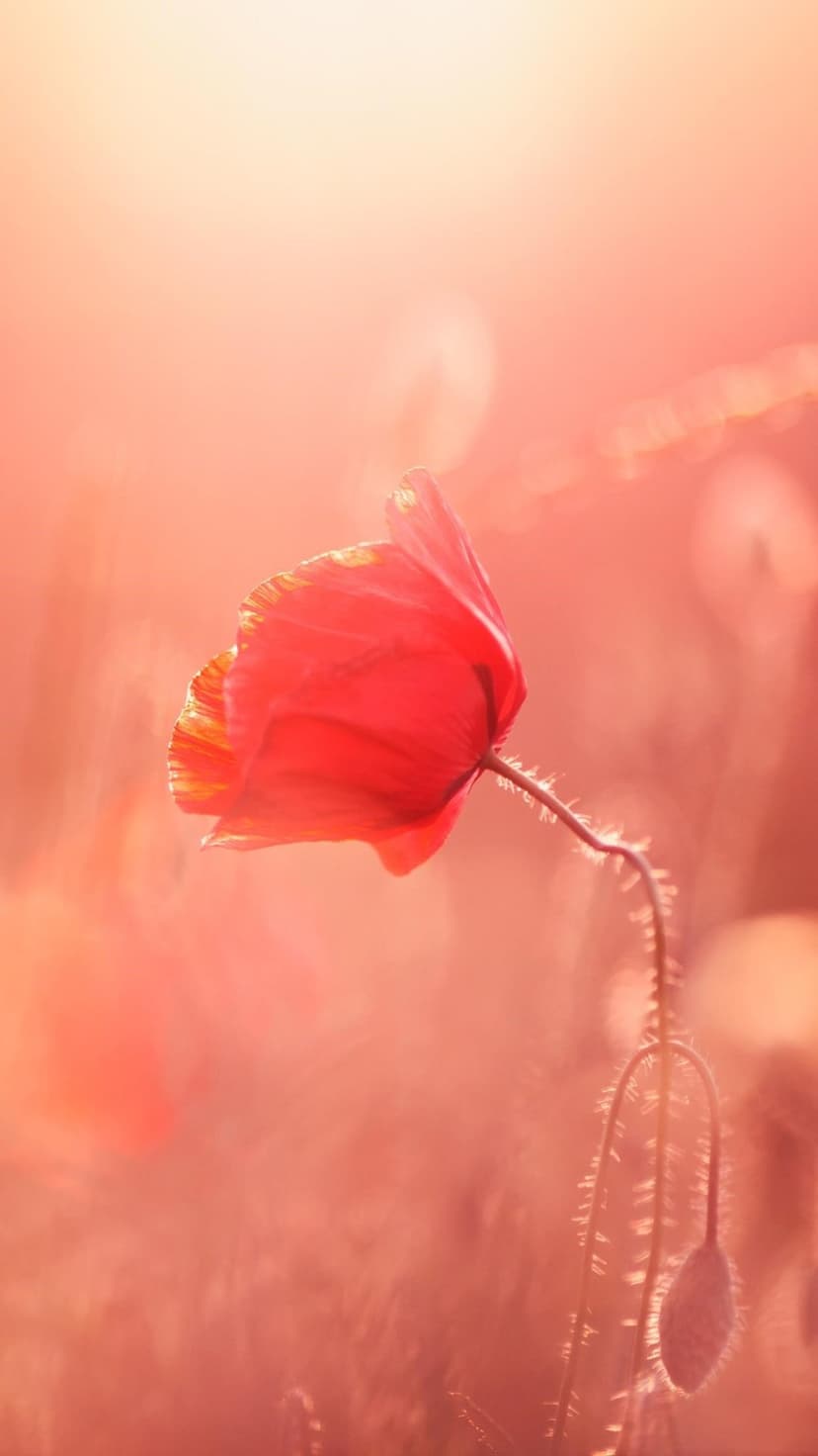 Red poppy flower with backlit petals stands against a soft pastel pink and orange bokeh sunrise background.