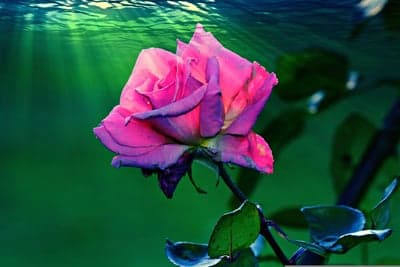 Submerged Pink Rose Petals with Sunbeams Phone Backdrop
