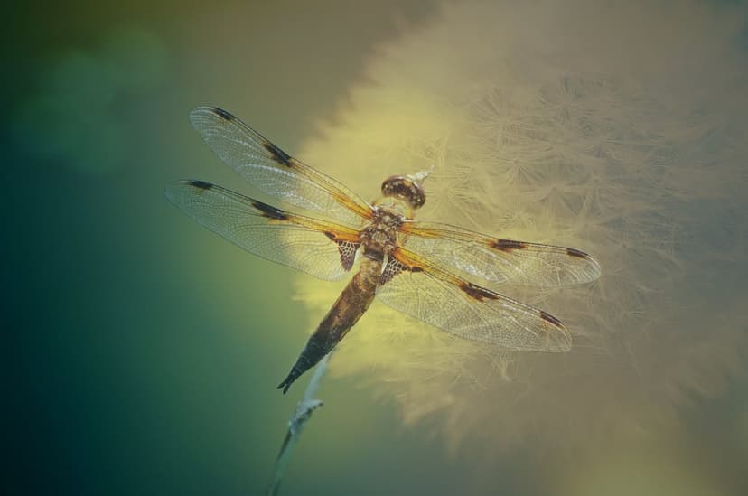 Dragonfly with translucent wings perched on a fluffy white dandelion seed head against a blurred green background.