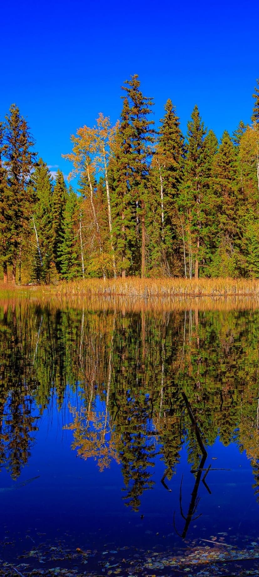 Golden and green autumn trees reflect in a still blue lake under a clear sky in a vertical forest landscape.