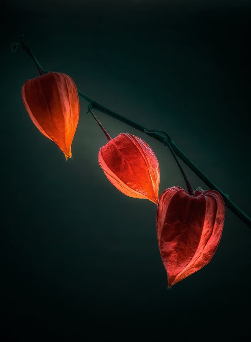 Three translucent red Physalis lantern fruits glow against a dark stem and shadowy background with visible veins.